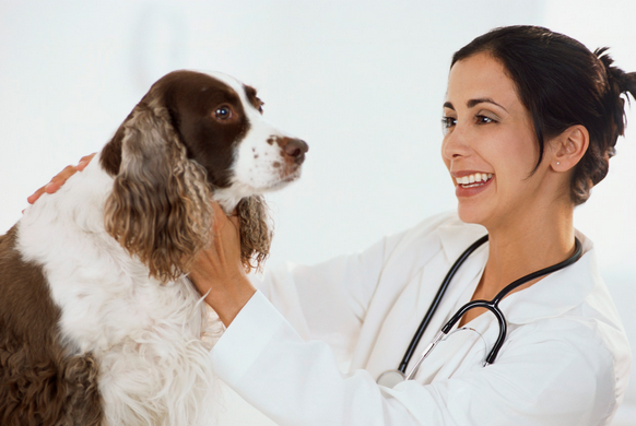3 Ways You Can Invest In Your Pet's Health