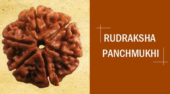 Astrological and Ayurvedic Significance Of Rudraksha