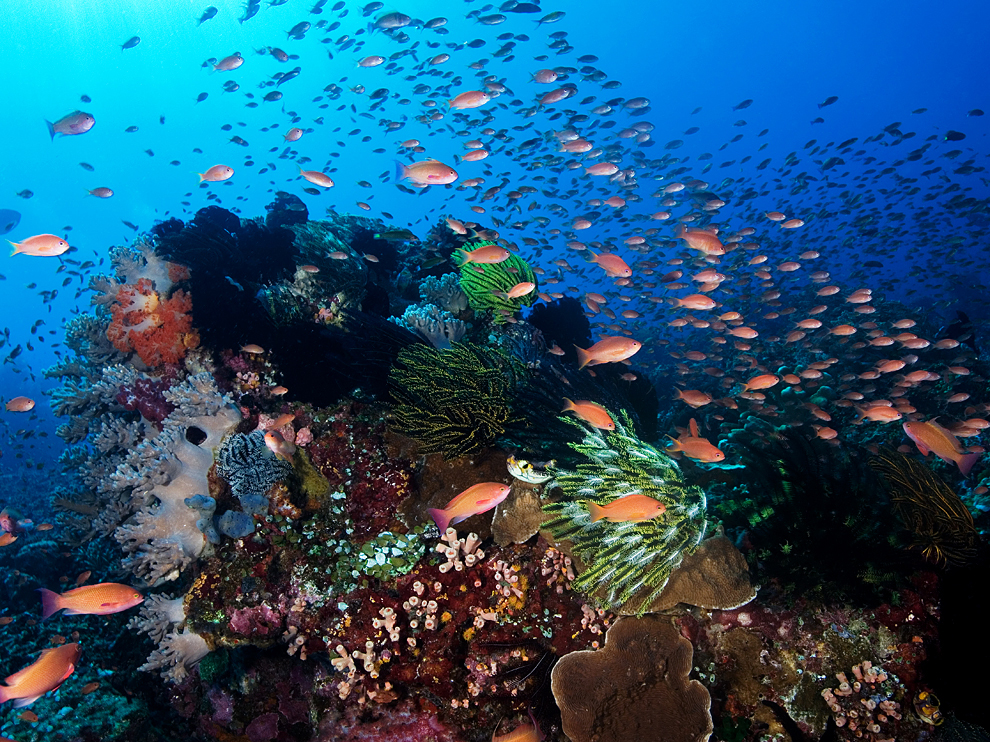 Underwater Beauty Of Indonesia And Malaysia
