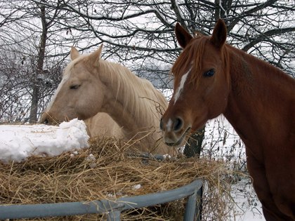 What Is Winter Colic?
