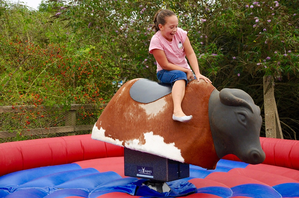 Rodeo Bull-Let The Fun Begin At Your Next Celebration