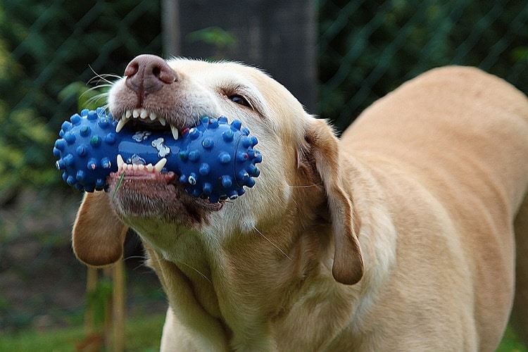 Easy Ways To Keep Your Dog Entertained
